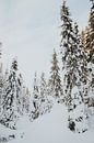 Snow trees in Lapland by Mieke Broer thumbnail