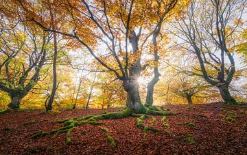 Home of the tree shepherds by Loris Photography