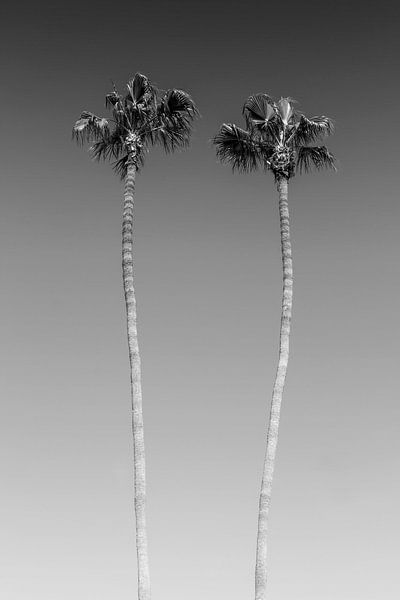 Palmenidylle | Monochrom von Melanie Viola