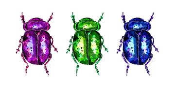 Trois coléoptères colorés sur Sebastian Grafmann