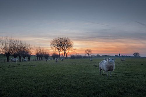 Schapen bij dorp Ravenswaaij