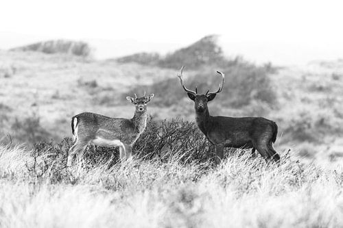 Deer couple in black and white