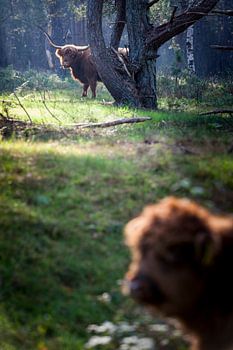 Schotse Hooglanders in de bossen