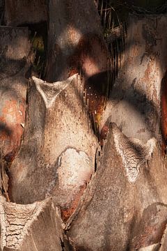Structures de troncs d'arbres sur Saskia Schotanus