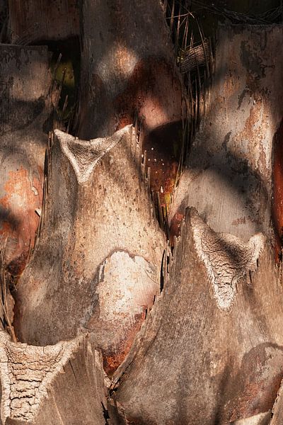 Trunk structures by Saskia Schotanus