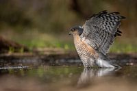 Spatz breitet Flügel aus