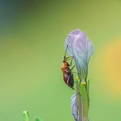 E Harsono Profilfoto