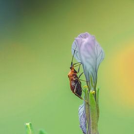 E Harsono photo de profil