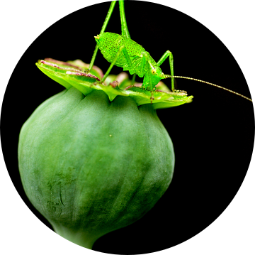 Sprinkhaan op Papaverbol