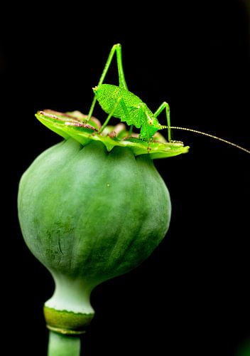 Sprinkhaan op Papaverbol