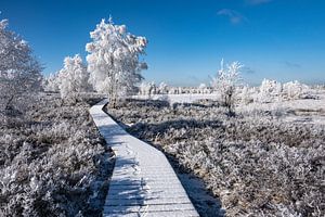 L'hiver dans les Hautes Fagnes