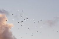Vliegende vogels. Meeuwen. Zonsondergang. Pastelkleuren. Fine art fotografie.