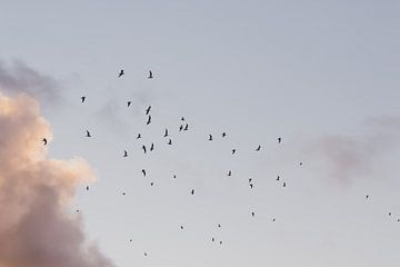 Vliegende vogels. Meeuwen. Zonsondergang. Pastelkleuren. Fine art fotografie. van Quinten van Ooijen