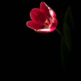 De tulp de voorjaarsbloem van Ineke Huizing
