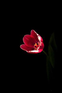 Die Tulpe, die Frühlingsblume