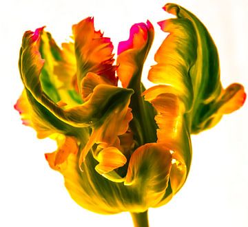 Tulip art by Annelies Martinot