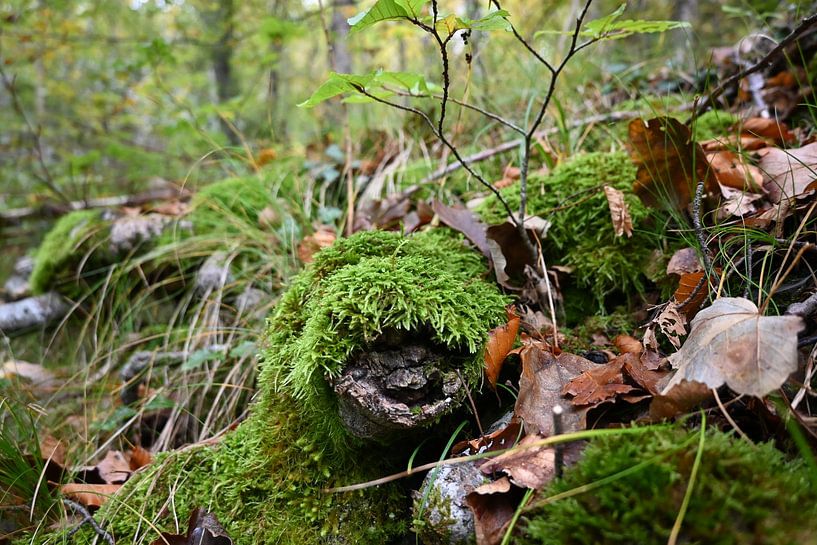 Wald von Christoph Leimer