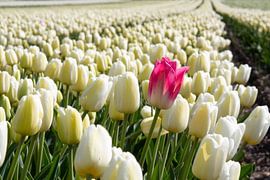 Rode tulp alleen in wit tulpenveld by Angelique van 't Riet
