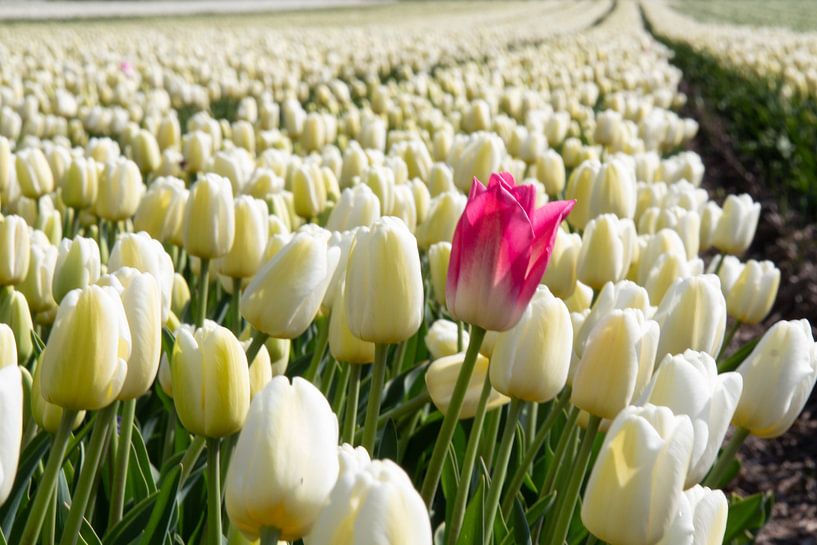 Rode tulp alleen in wit tulpenveld par Angelique van 't Riet