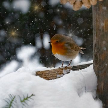 Atmosphere of winter. Robins. by Alie Ekkelenkamp