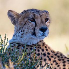 My Cheetah favorite by Linda van der Steen