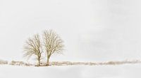 Trees snow landscape Lentevreugd Waaenaar