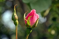 Aufstrebende Rose