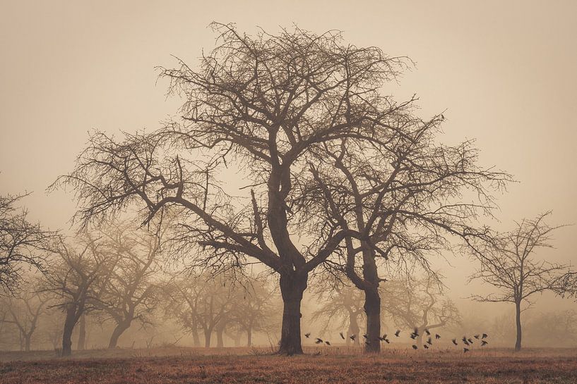 In the Meadows - Bare cherry trees on a foggy spring morning by Catrin Grabowski