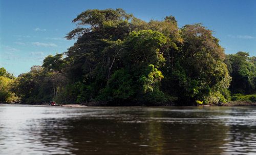Het oerwoud van Suriname bij Awaradam