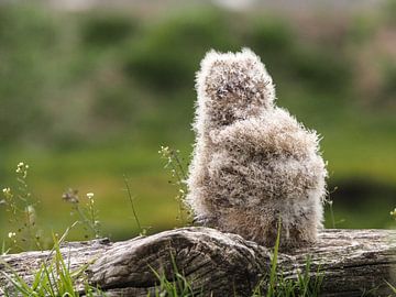 European Eagle Owl by Loek Lobel
