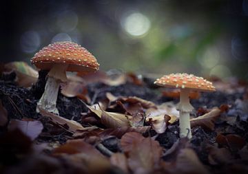 Paddestoelen met een mysterieus tintje van Sabina Meerman