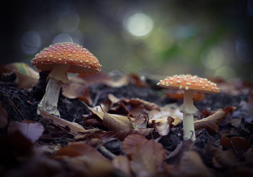 Mushrooms with a mysterious touch by Sabina Meerman