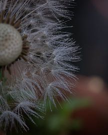 Silence in Seed by Studio Liefkoos