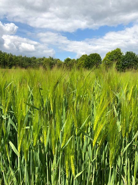 Korn 2 von tania mol