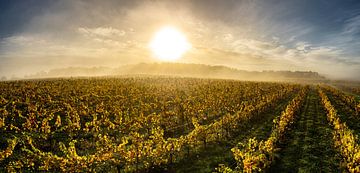 Autumn morning in the vineyard by Stan van den Beld