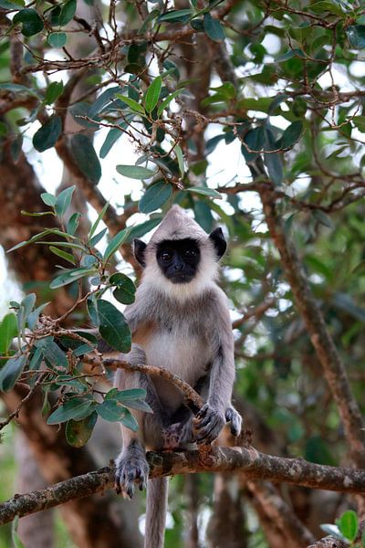 Singe sri-lankais (Ceylon hula man) par Jeffrey de Ligt