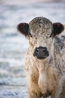 Scottish highlander in the Snow