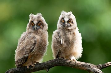 Two young long-eared owls sitting on a thick branch by AGAMI Photo Agency