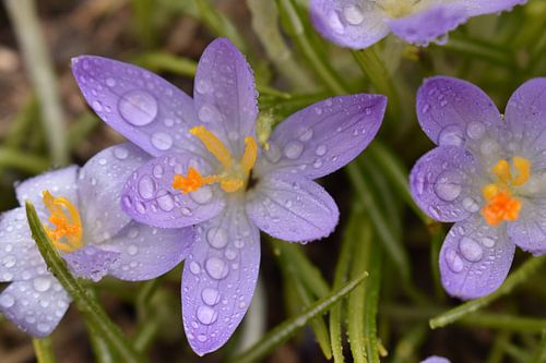 Krokusbloemen in de tuin