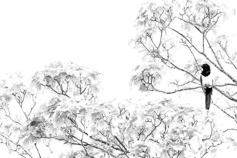 Black and white by Remco Stunnenberg