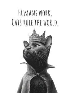 Cool Cat – The Ruler