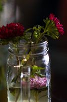 Zomerasters gevangen in een vaas nr 4