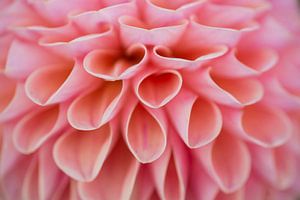 Rosa Blumenkunst (Nahaufnahme der Blütenblätter einer Dahlie)