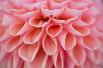 Pink flowerart (close up van de bloemblaadjes van een Dahlia) van Birgitte Bergman