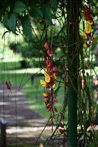 Beautiful hanging flower, Costa Rica by Mirjam Welleweerd