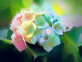 Hortensia sur Andreas Wemmje