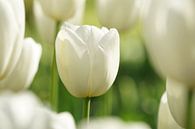 Witte tulp van Peet Romijn thumbnail