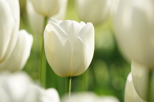 White tulip