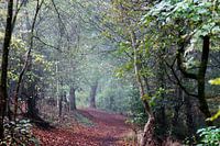 Een mistige ochtend in het bos