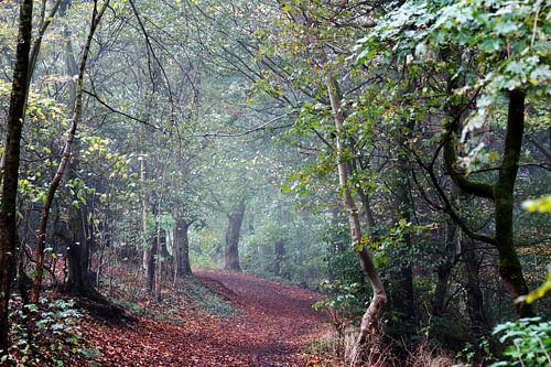 Een mistige ochtend in het bos